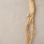 5 Benefits of Korean Red Ginseng